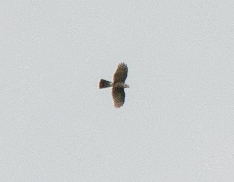 rødbuksehauk - ML644679091