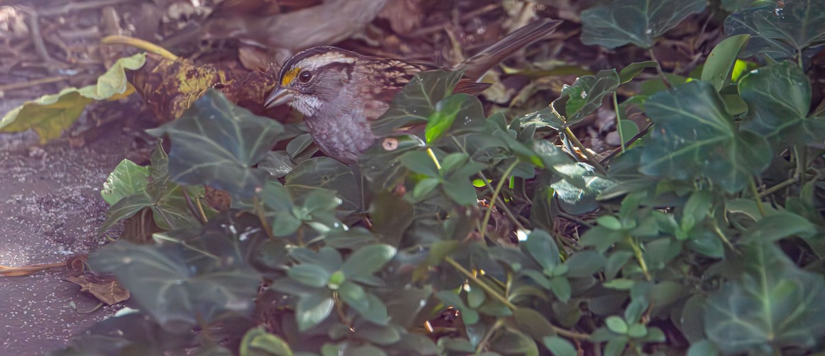 ノドジロシトド - ML644679095