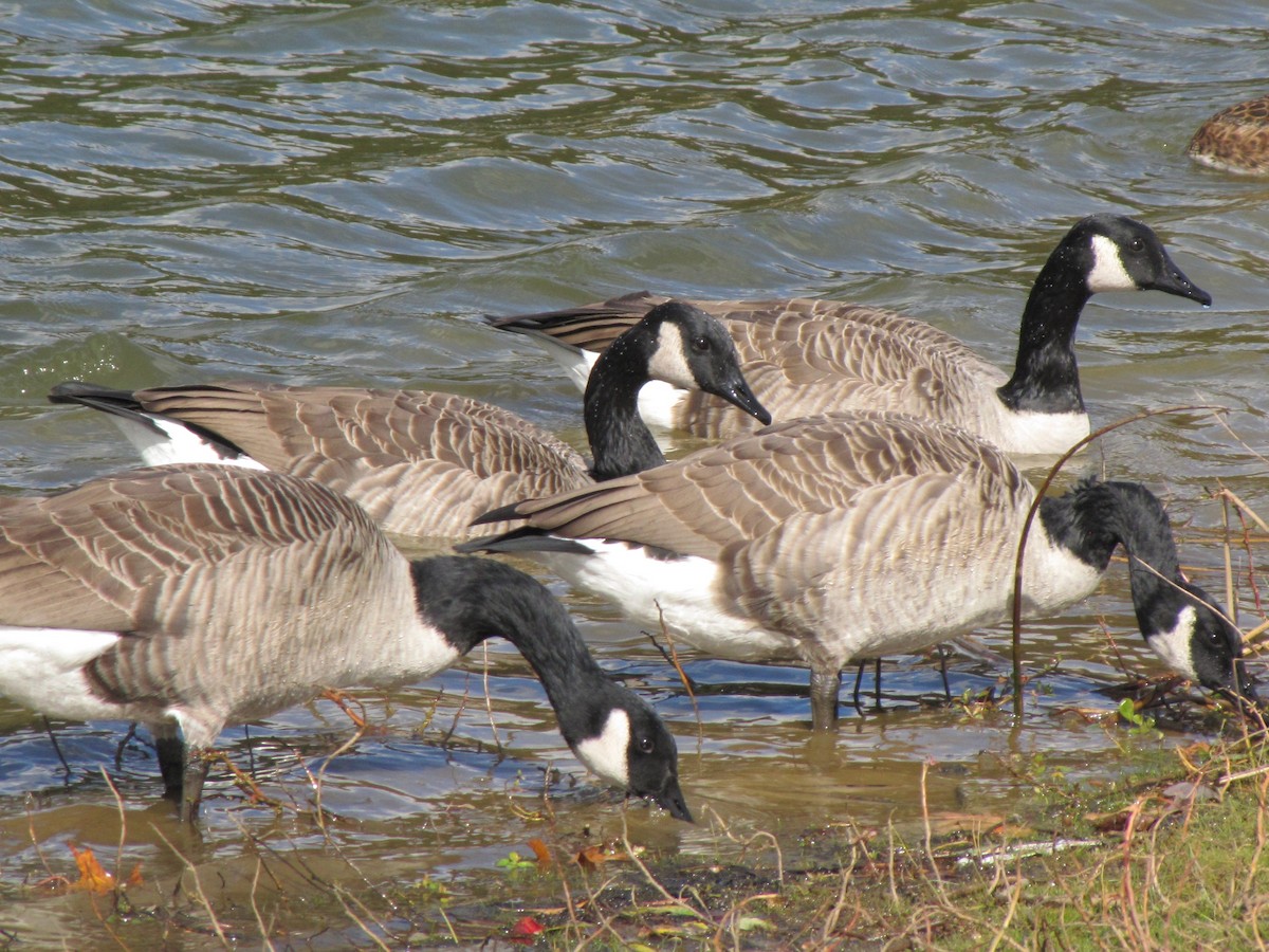 berneška velká - ML644679099