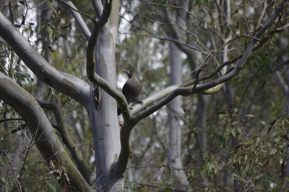 Verdugo Cenizo - ML644679103