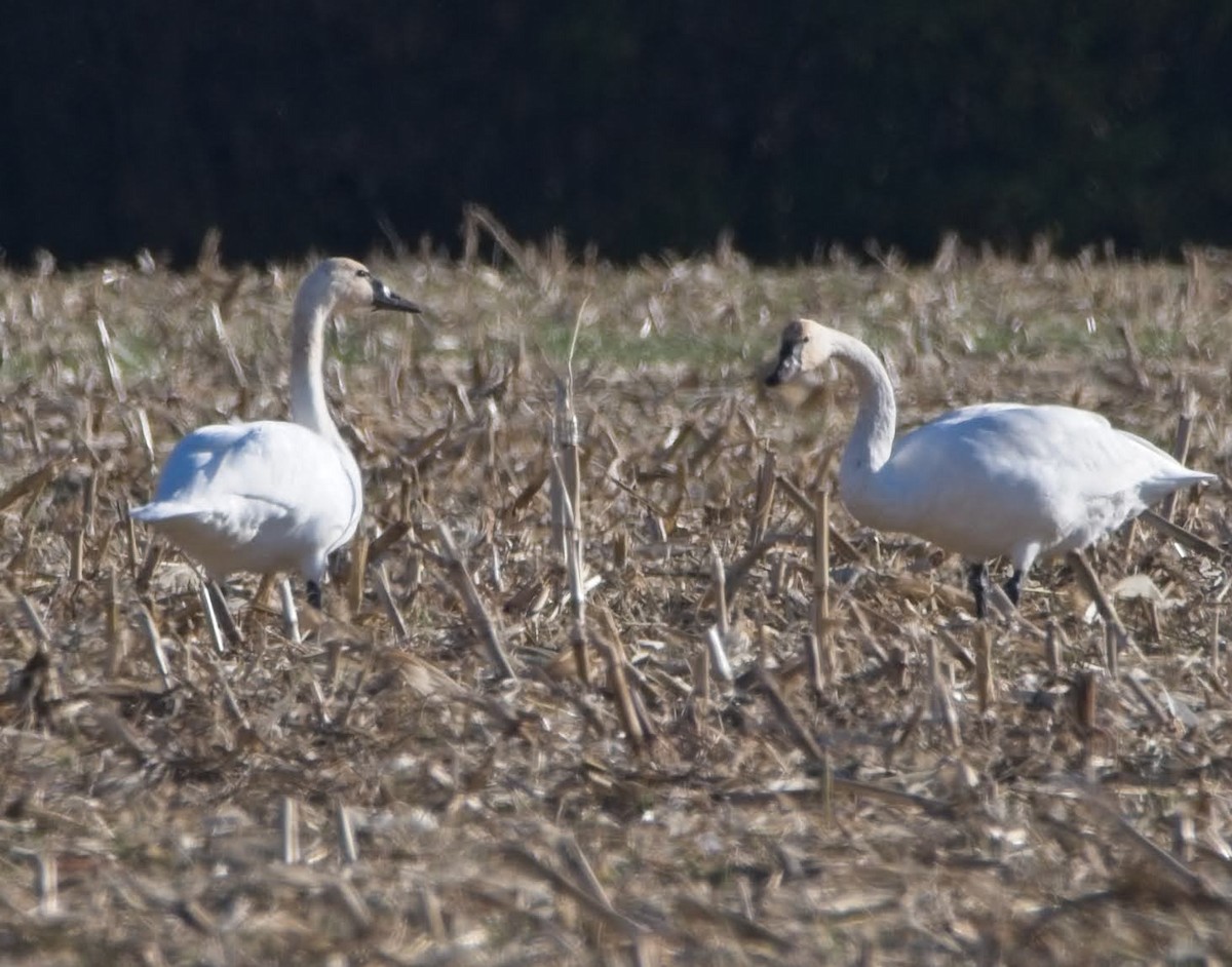 Американский лебедь - ML644679112