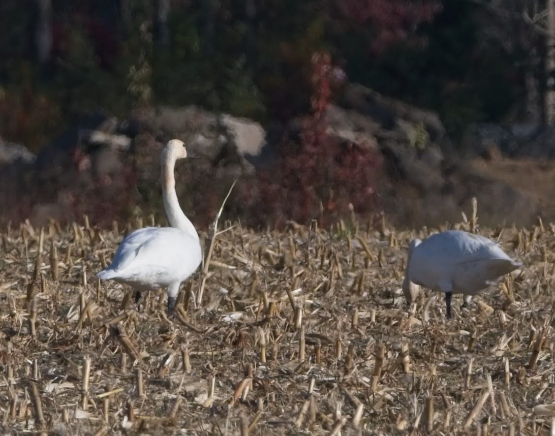 Американский лебедь - ML644679113