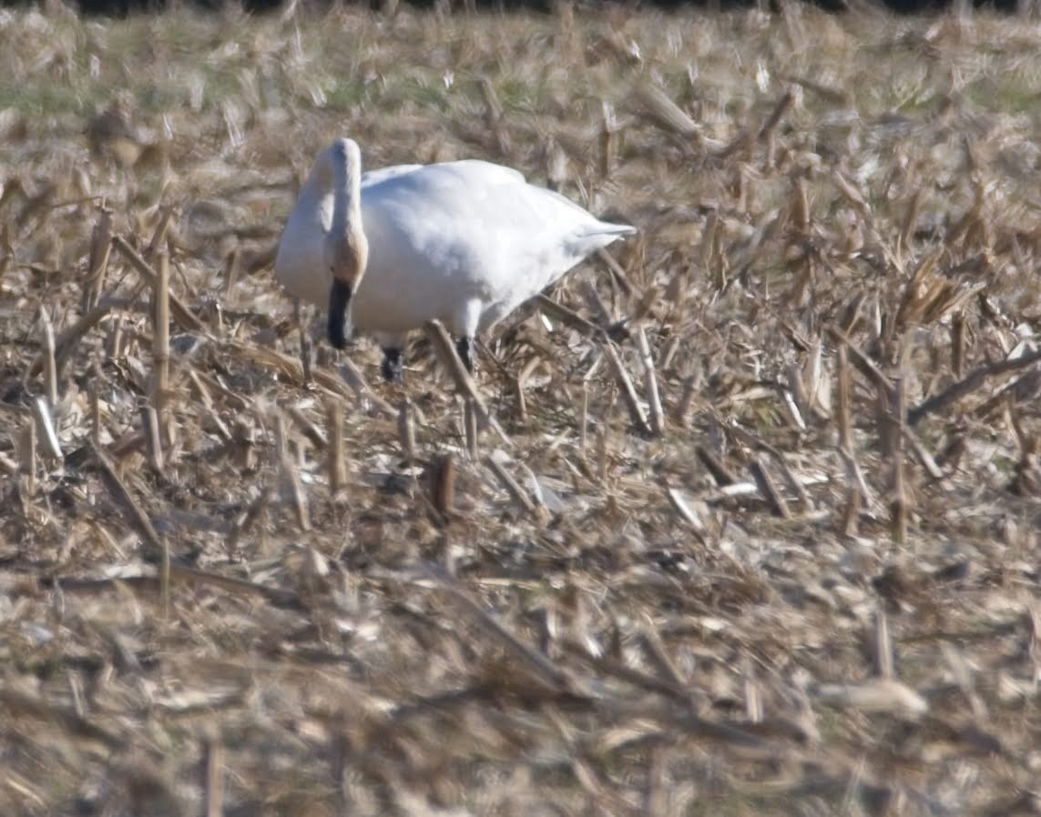 Американский лебедь - ML644679114