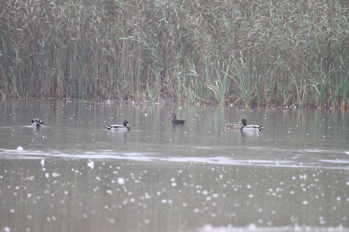 rødfotand - ML644679117