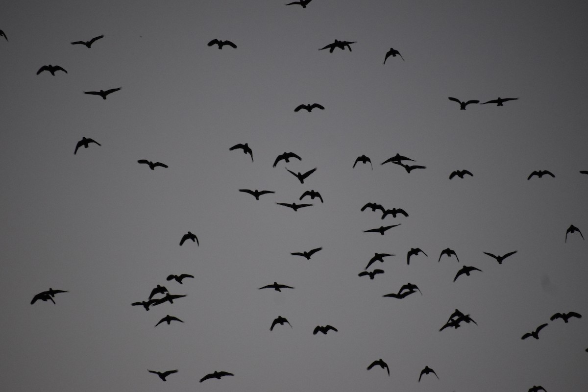 Red-crowned Amazon - ML644679119