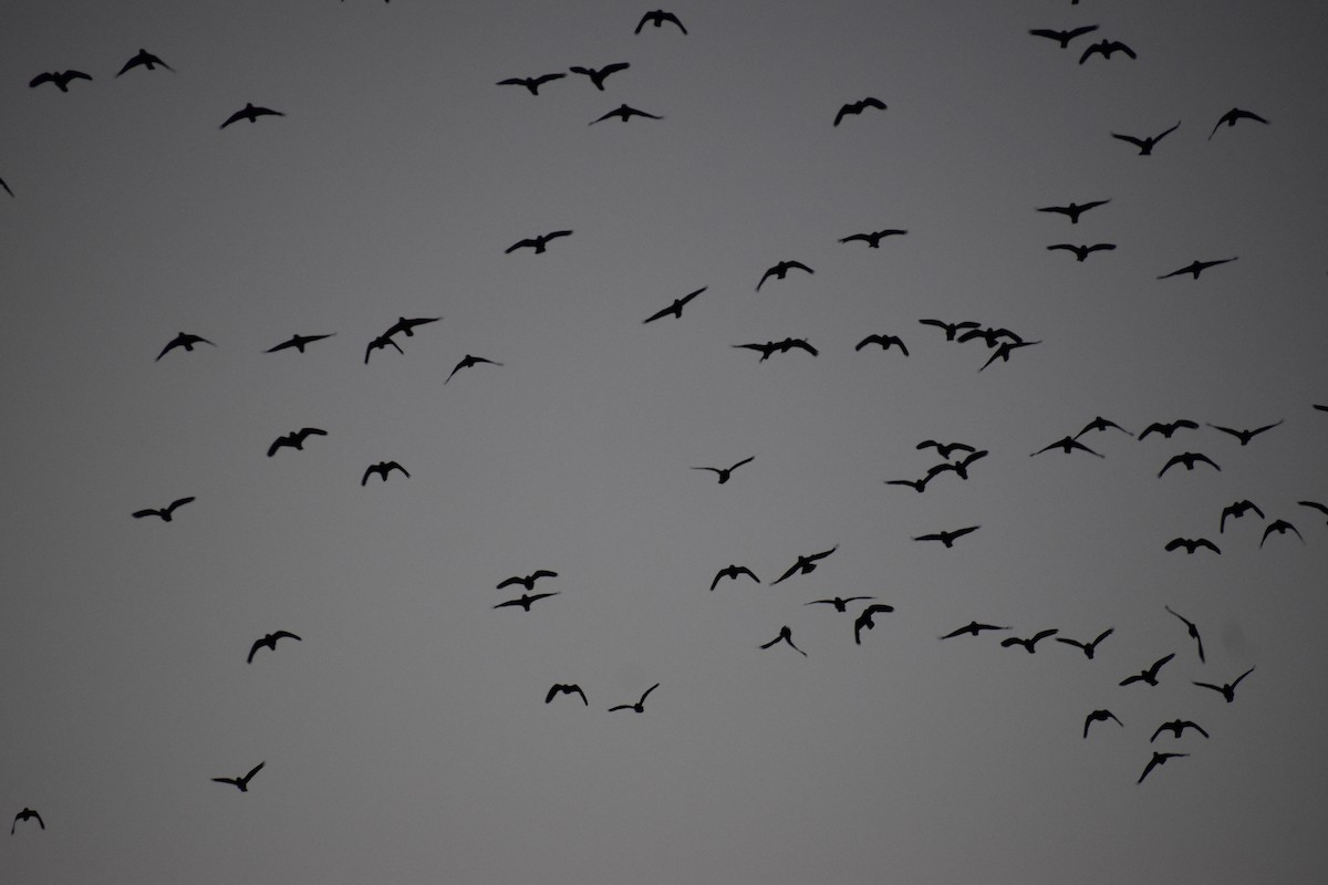 Red-crowned Amazon - ML644679121