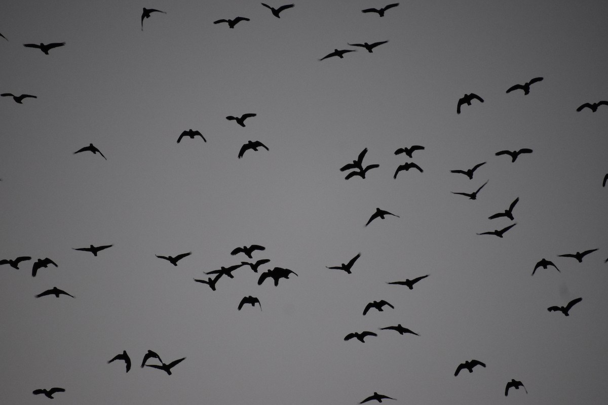 Red-crowned Amazon - ML644679122