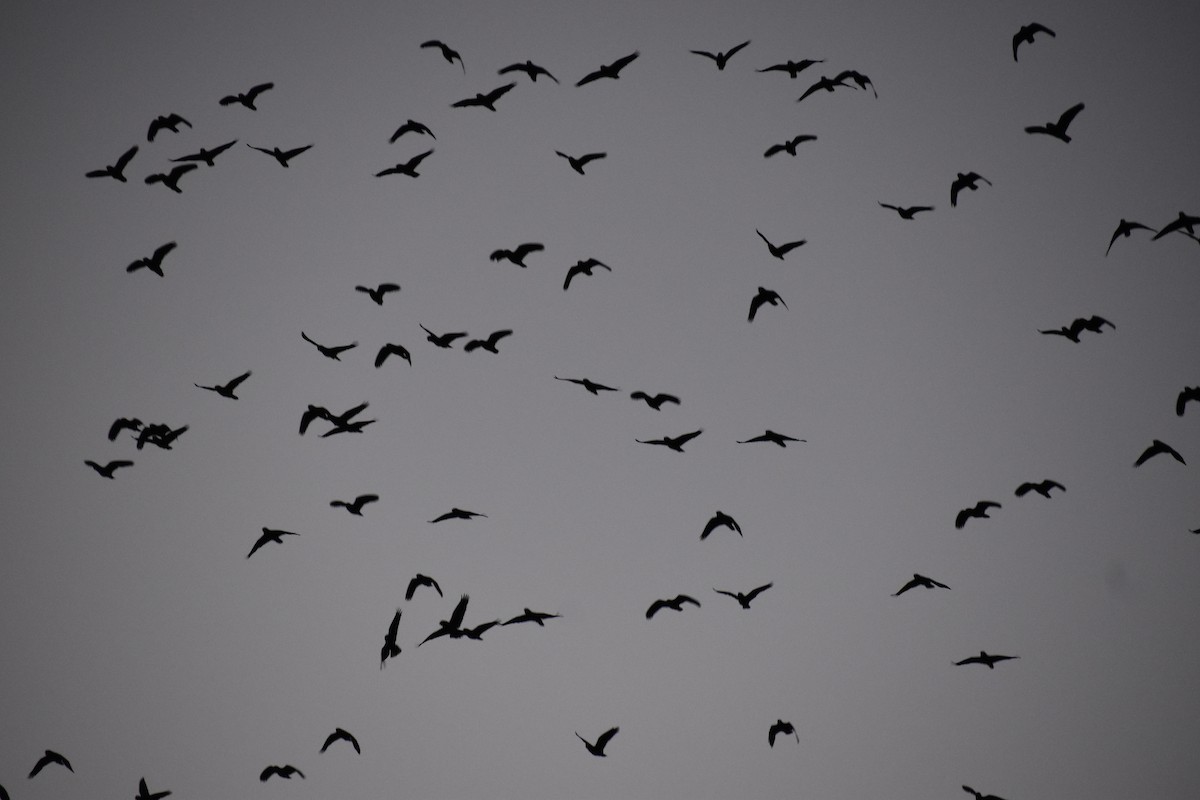 Red-crowned Amazon - ML644679123