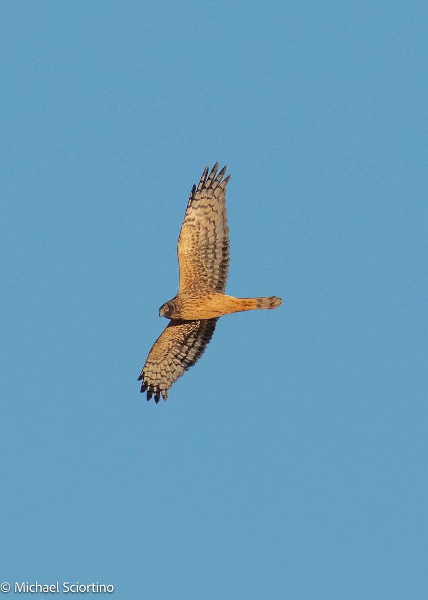 Northern Harrier - ML644679127