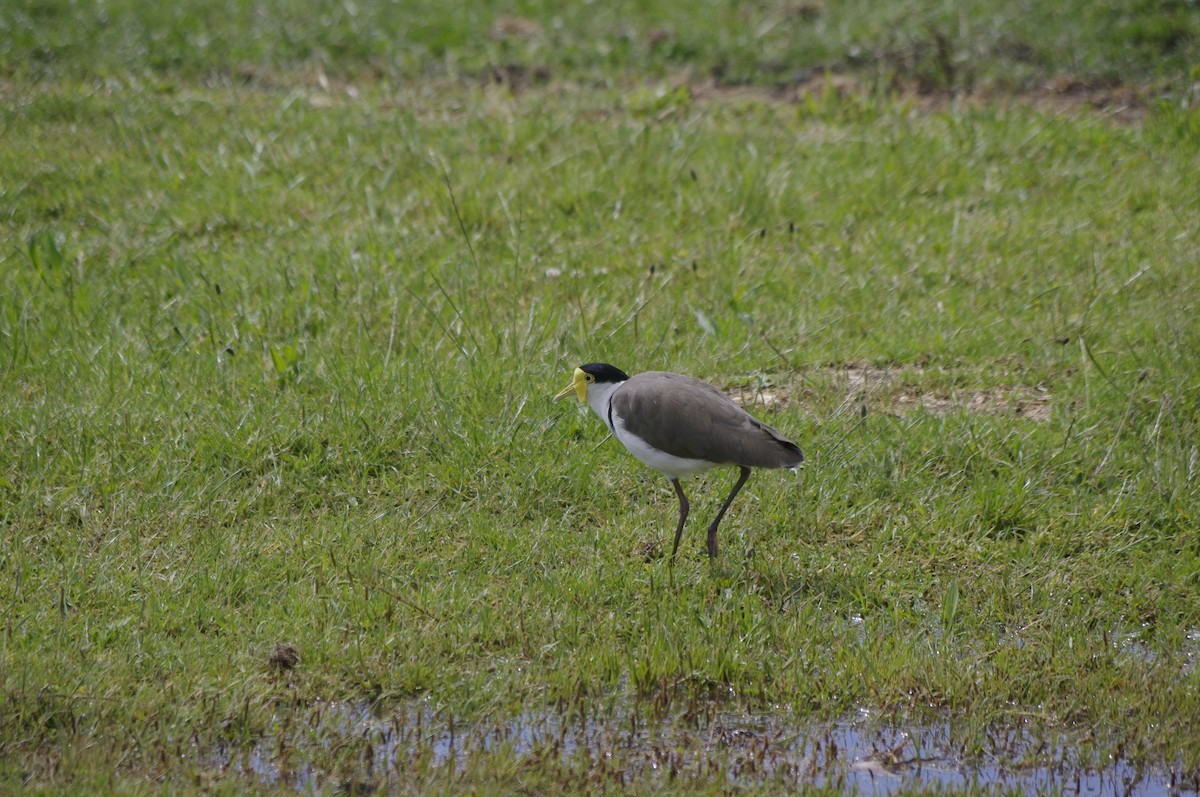 Hegabera maskaraduna - ML644679128