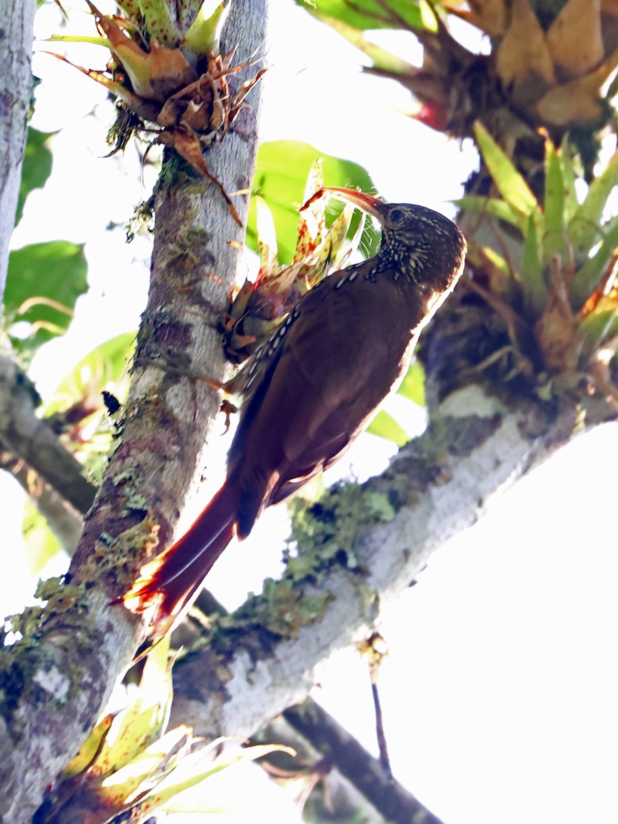 Дереволаз гірський - ML644679132