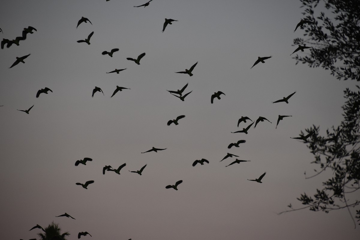 Red-crowned Amazon - ML644679134