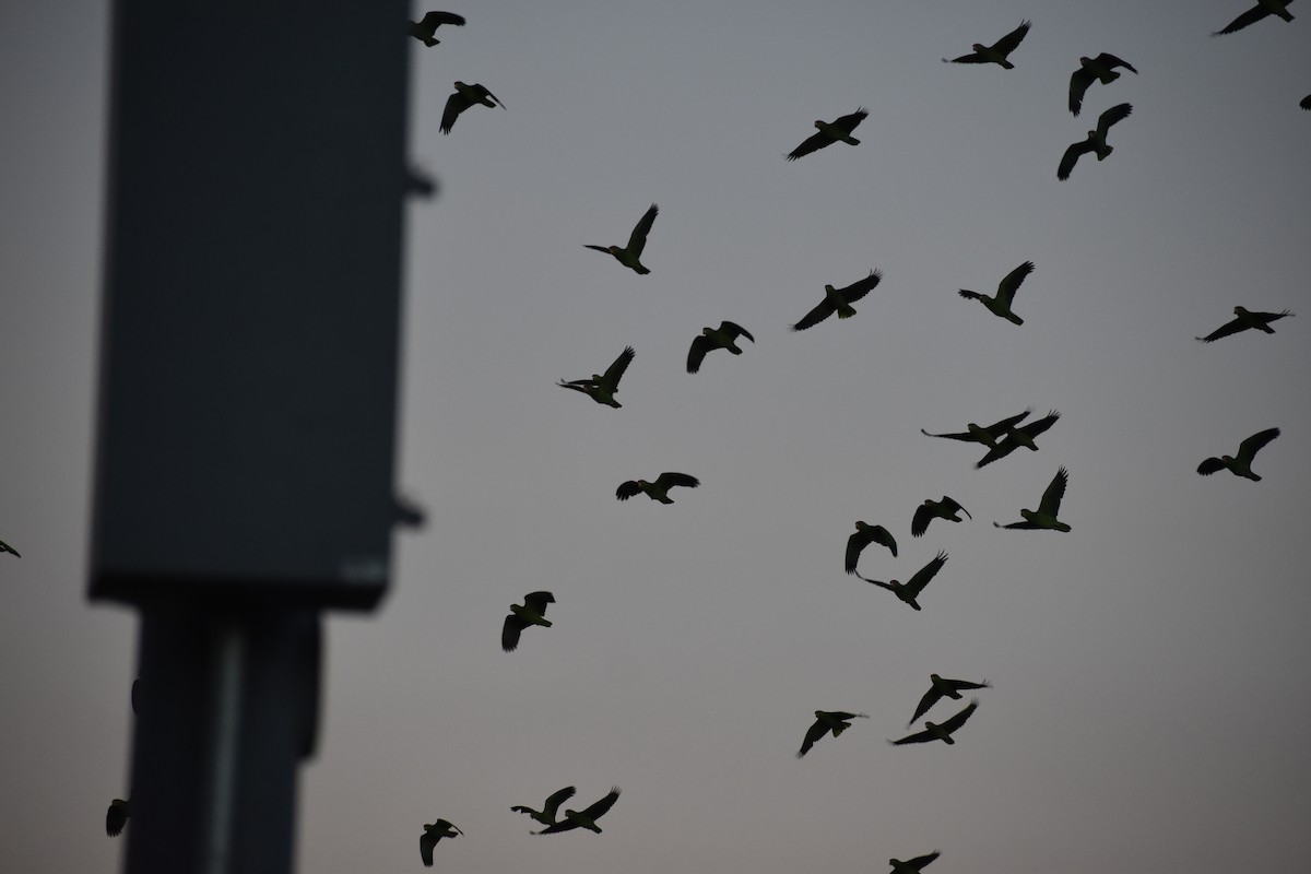 Red-crowned Amazon - ML644679135