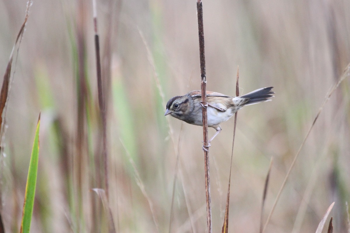 sumpspurv - ML644679142