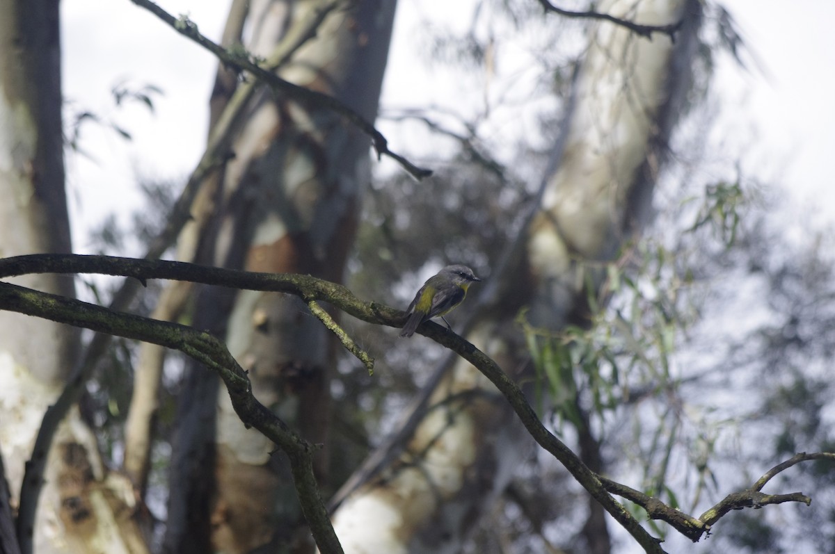 Жёлтая дриада - ML644679147