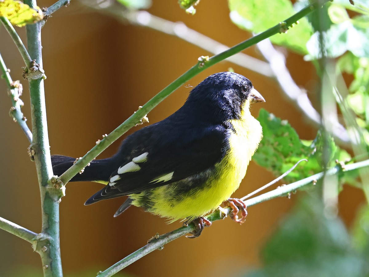 Чиж малий - ML644679148