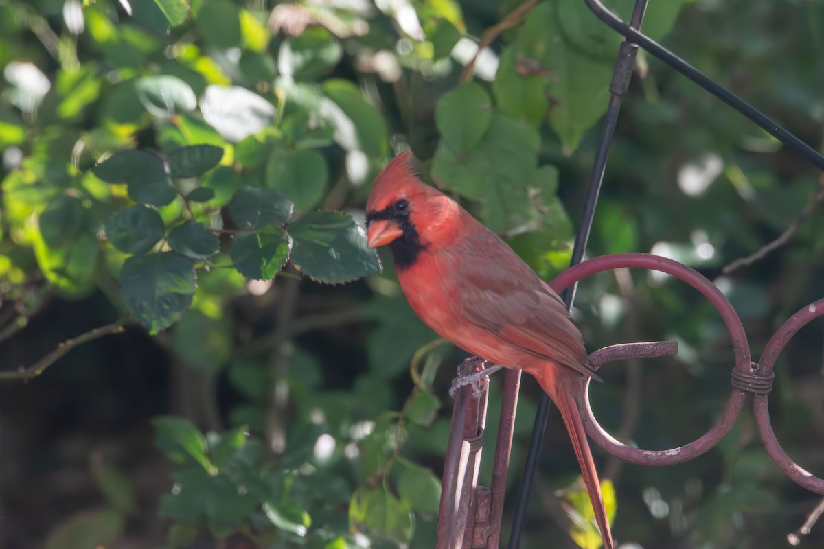 Красный кардинал - ML644679150