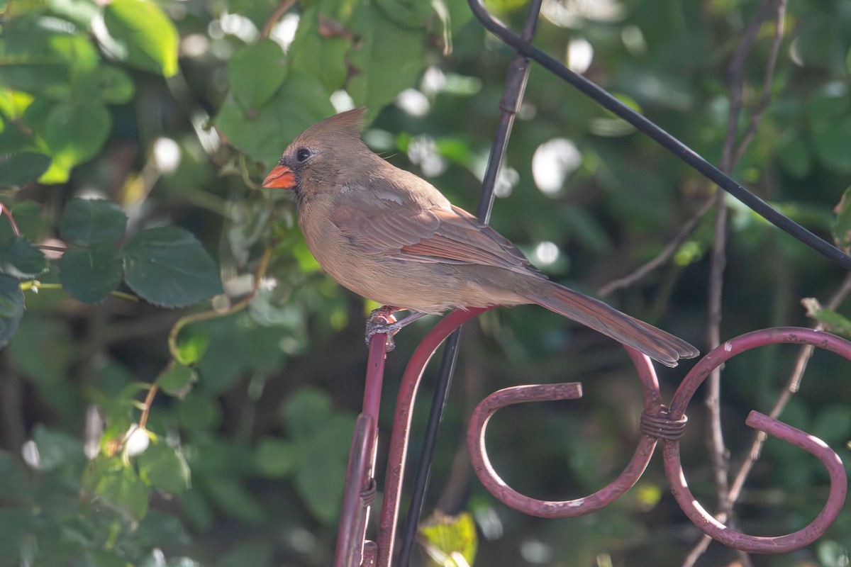 Красный кардинал - ML644679151