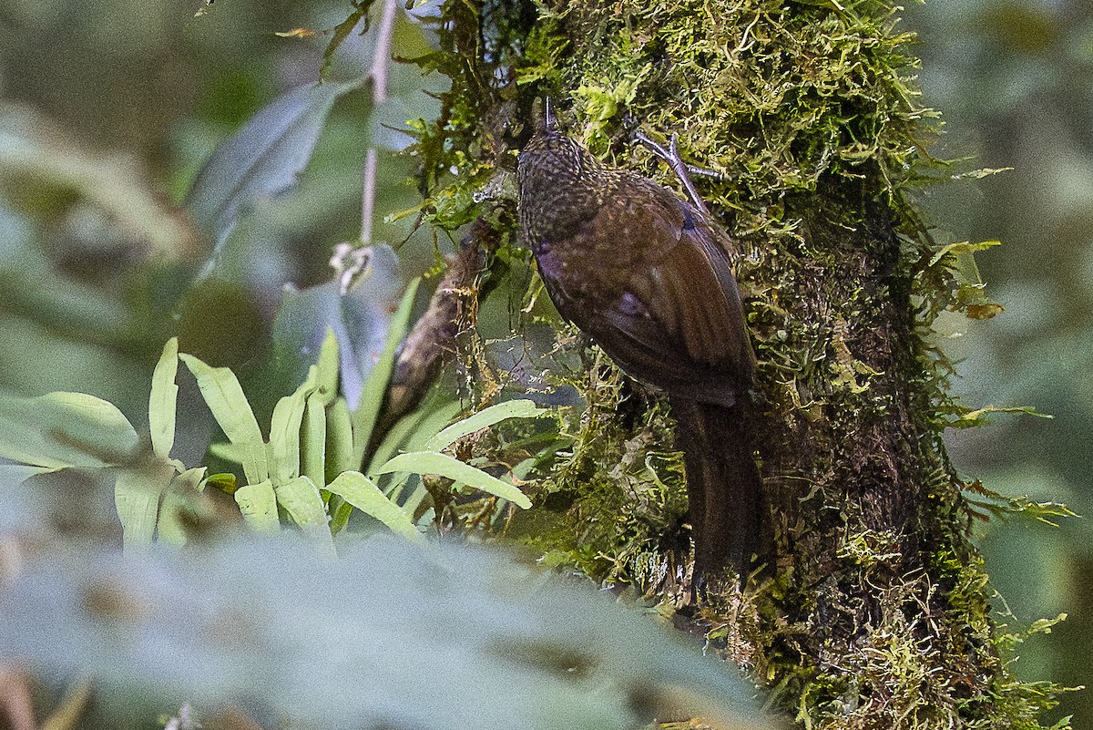 Spotted Barbtail - ML644679155