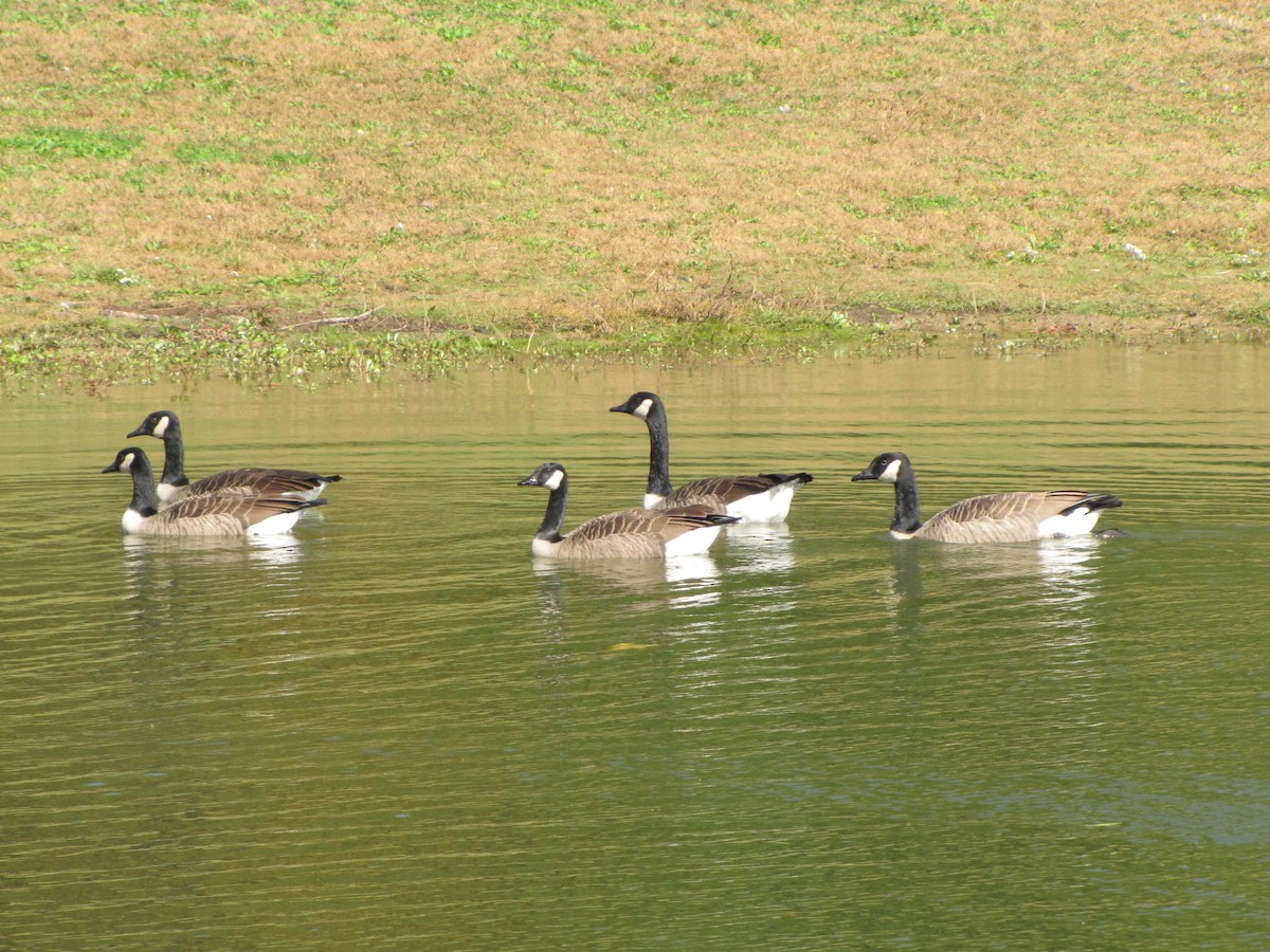 berneška velká - ML644679157