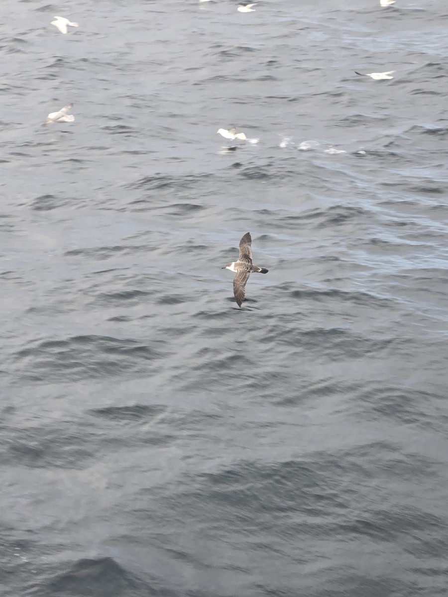 Great Shearwater - ML644679159