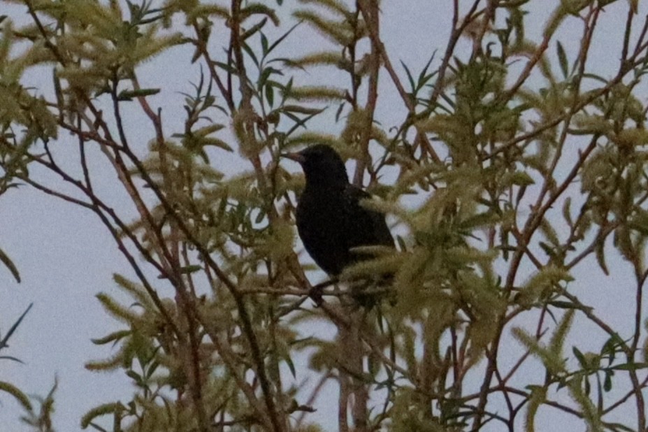 Arabazozo pikarta - ML644679161