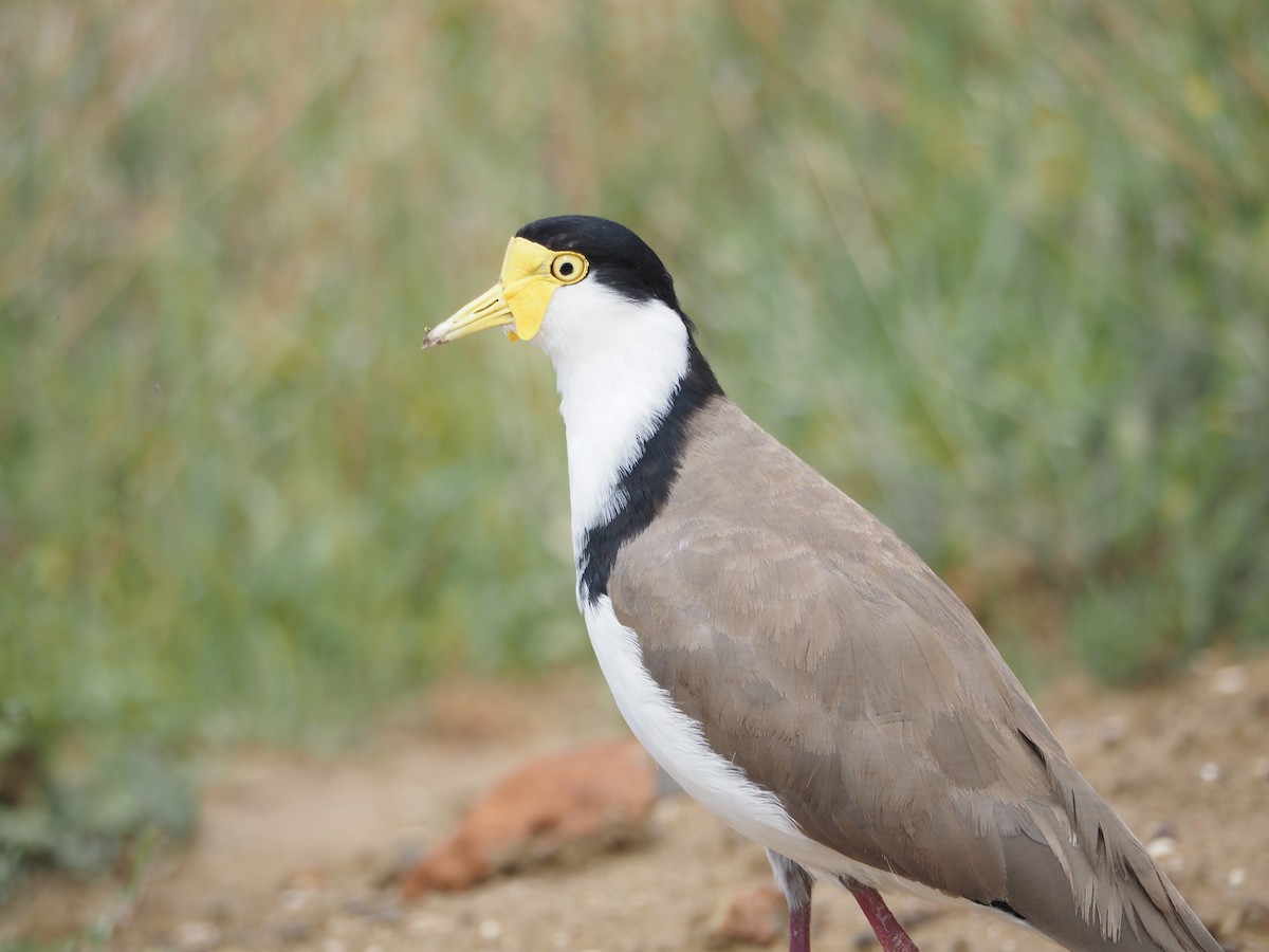 Hegabera maskaraduna - ML644679162