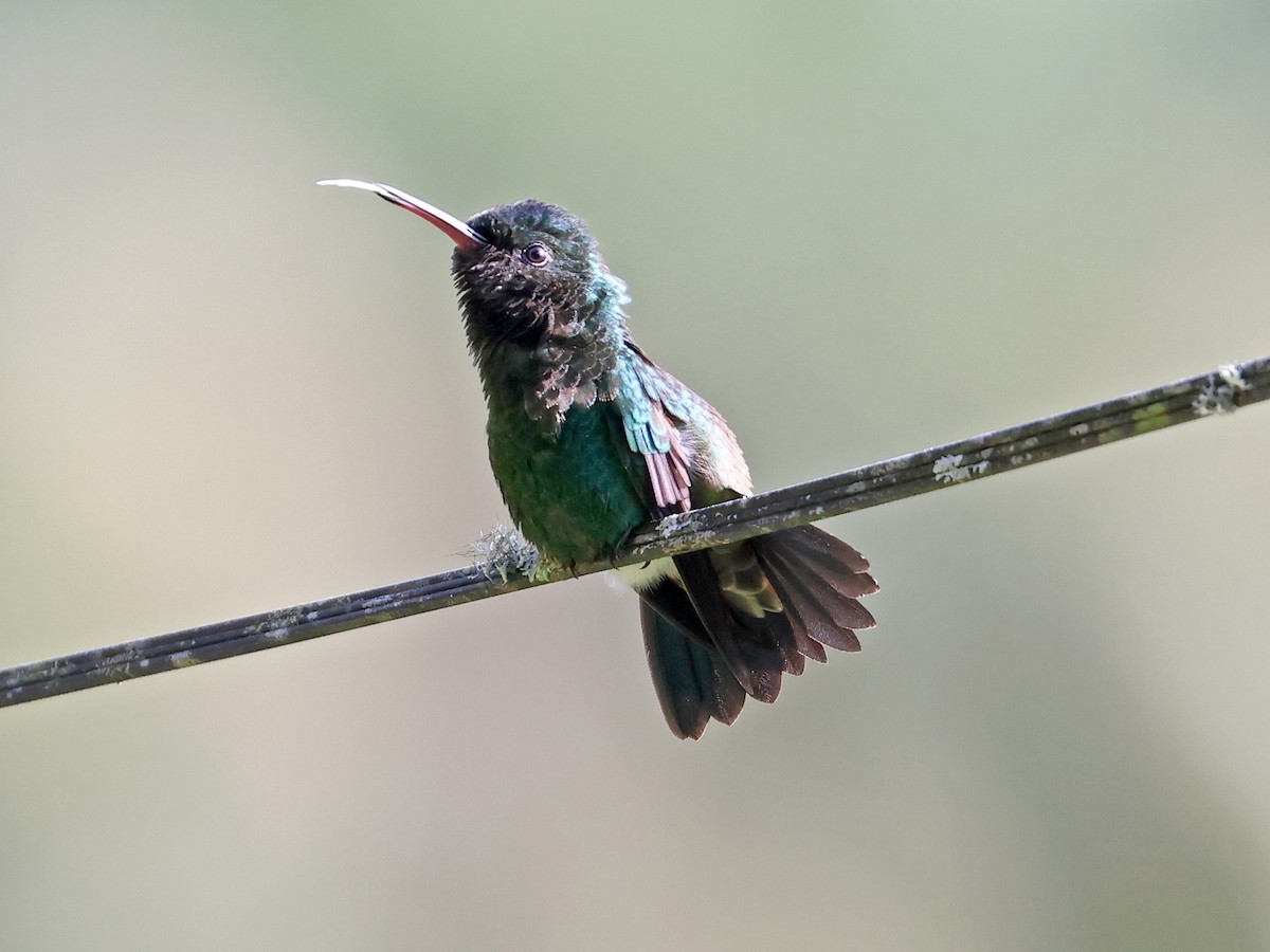 Grünamazilie - ML644679168