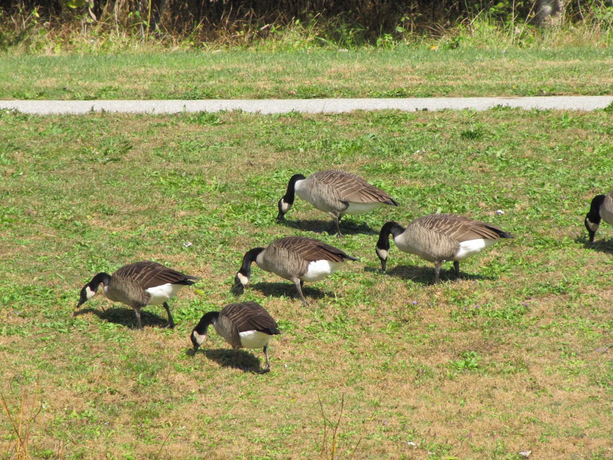 berneška velká - ML644679169