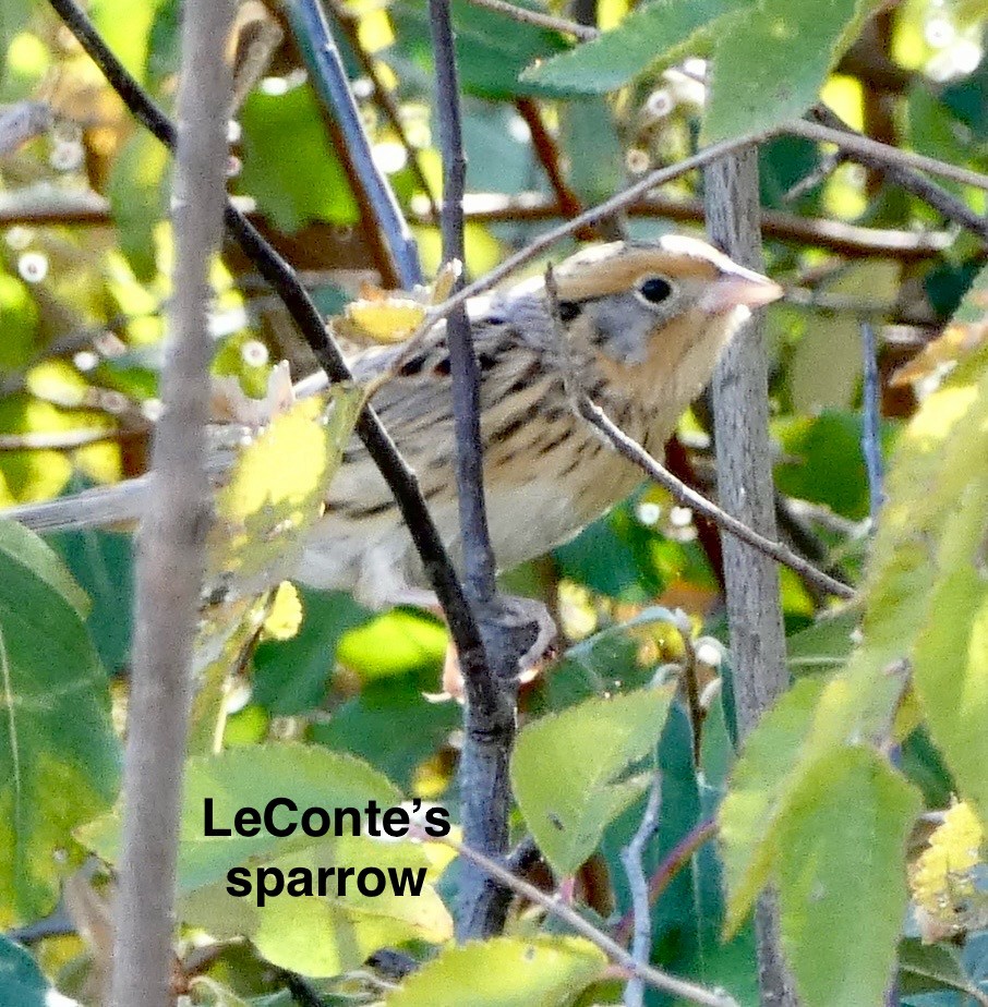 Leconteammer - ML644679172