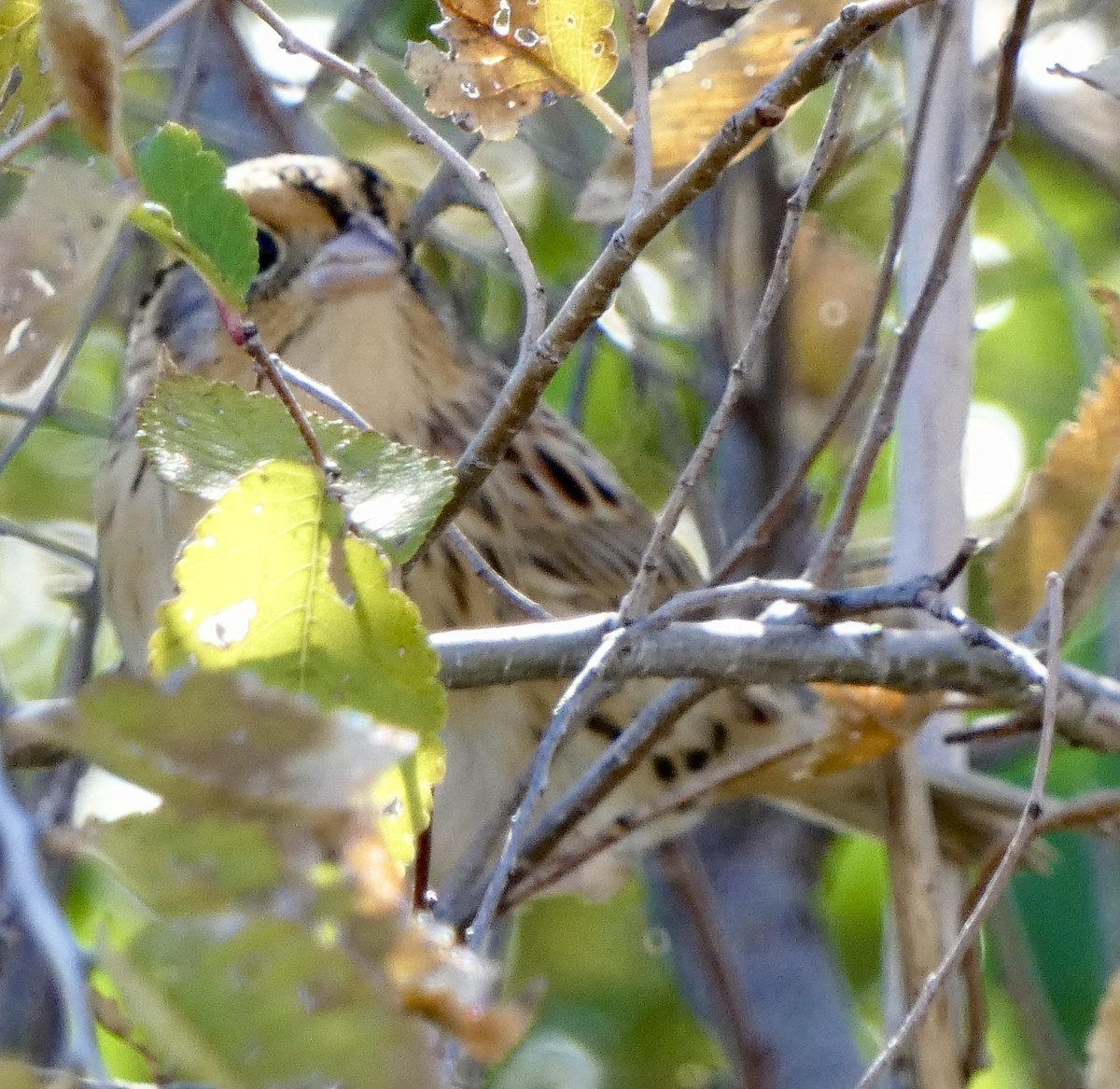 Leconteammer - ML644679173