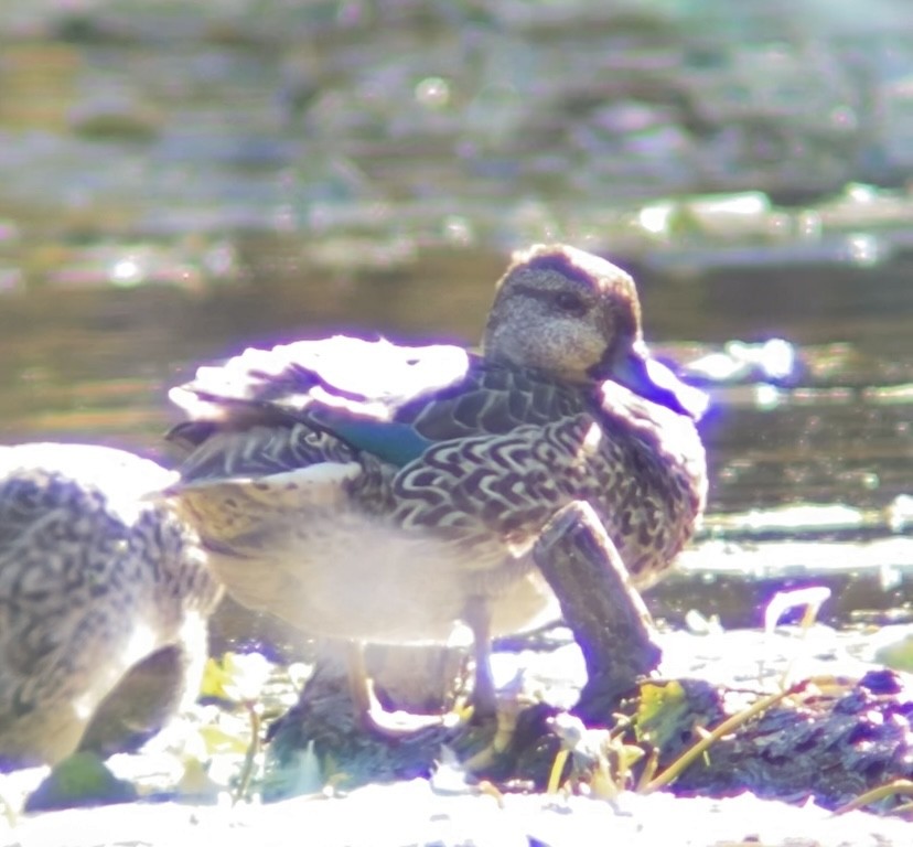 Çamurcun - ML644679174