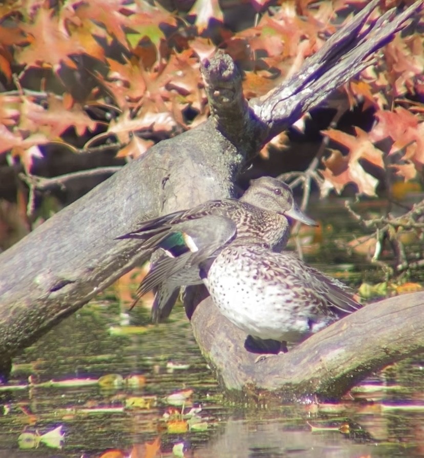 Çamurcun - ML644679175