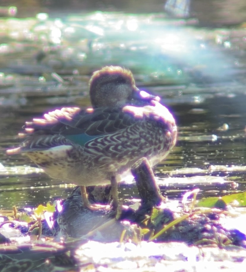 Çamurcun - ML644679176