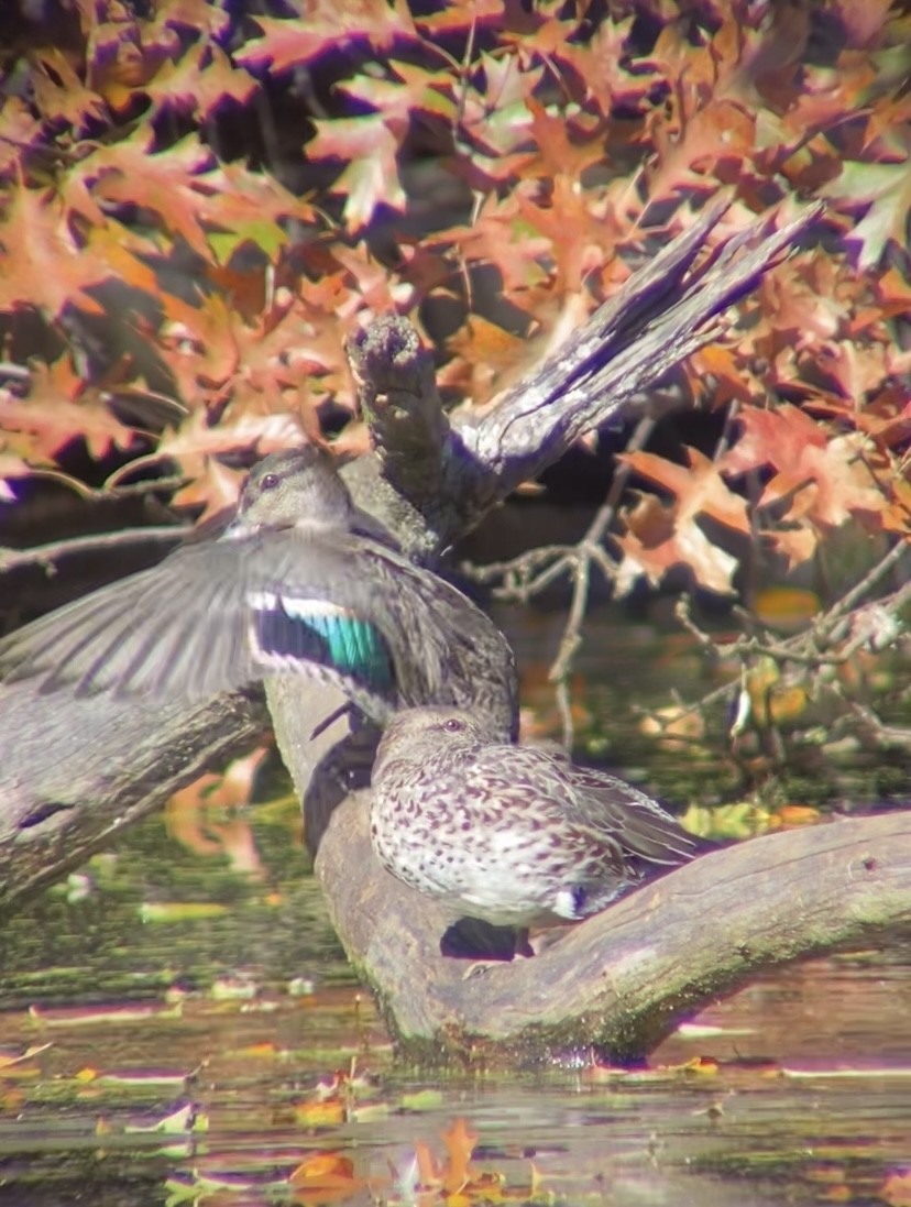 Çamurcun - ML644679177