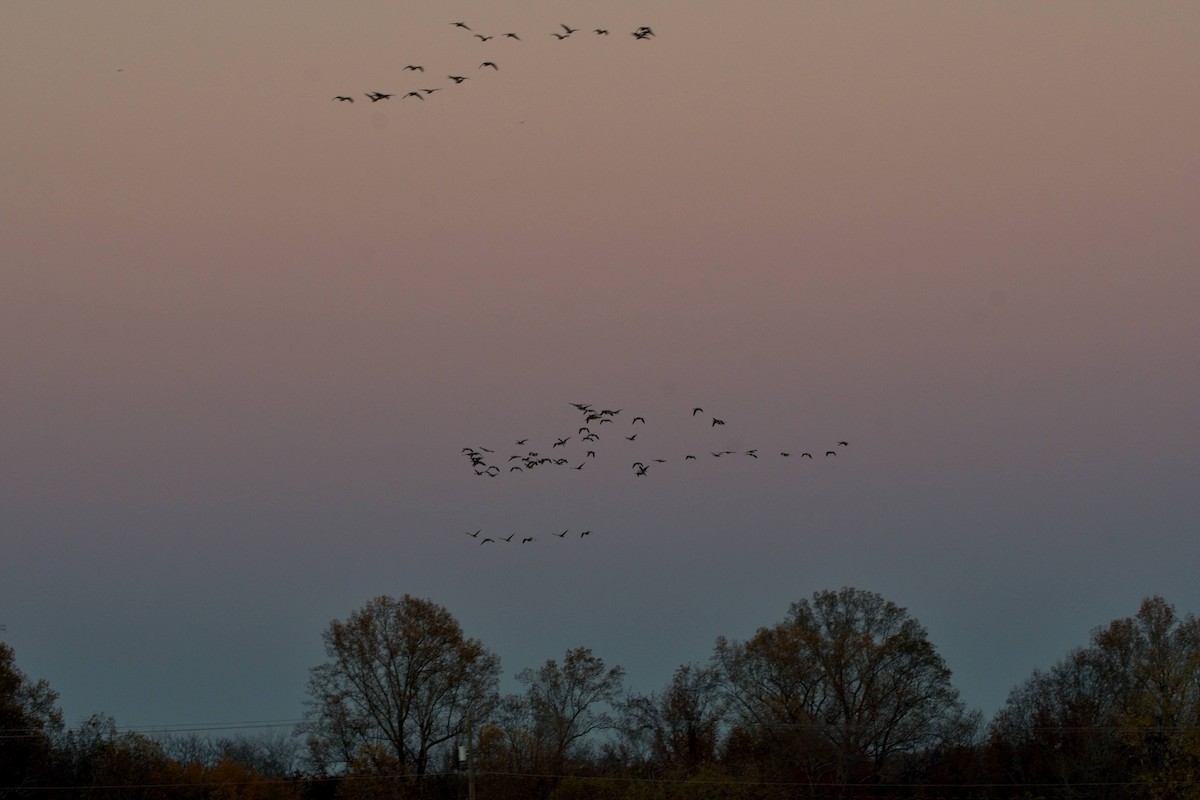 berneška velká - ML644679178