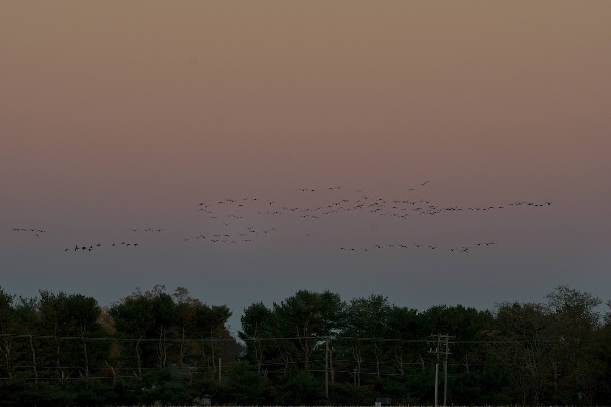 berneška velká - ML644679179