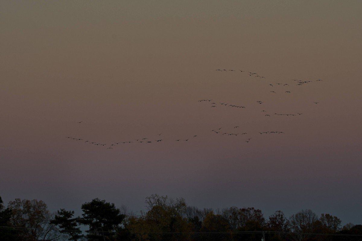 berneška velká - ML644679180