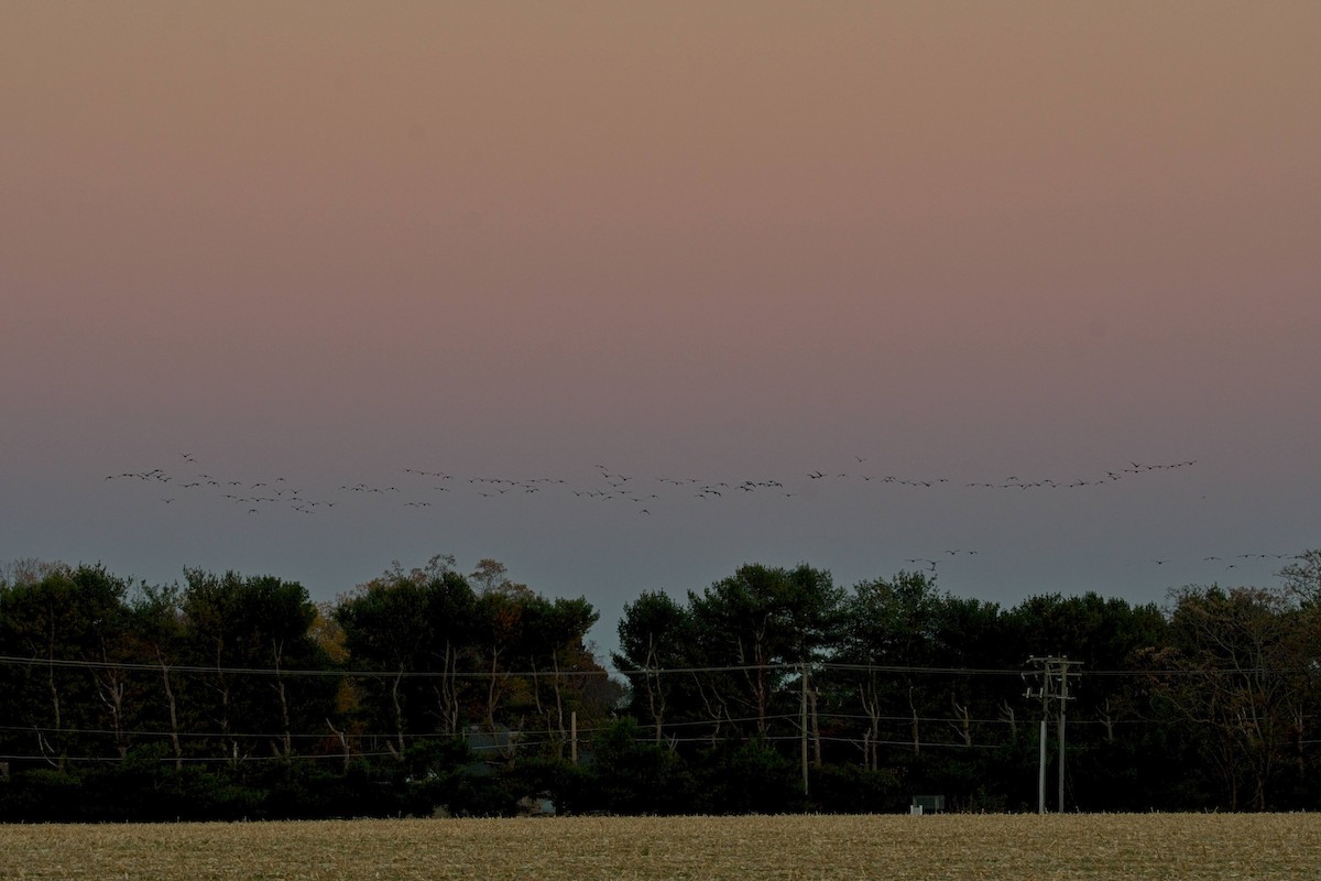 berneška velká - ML644679181