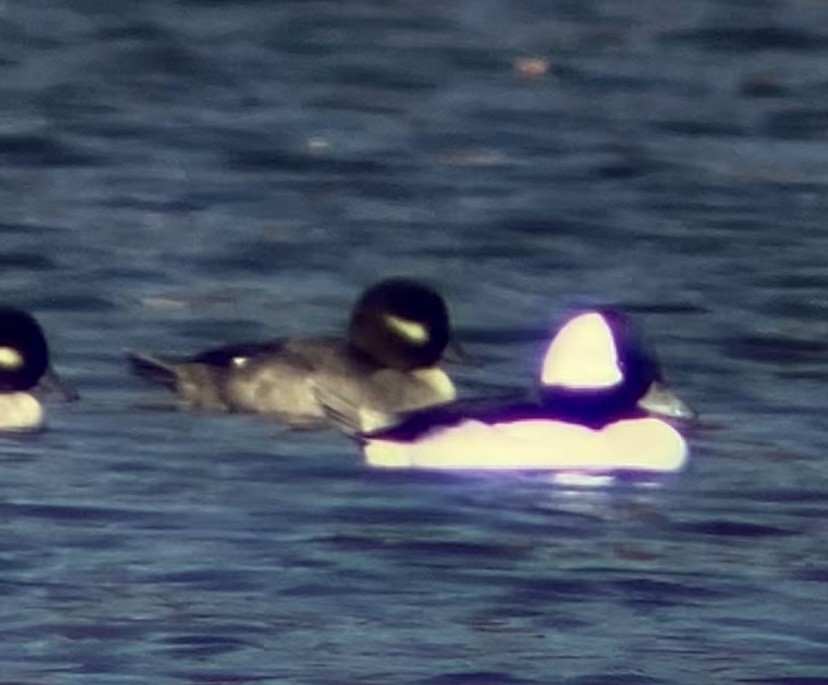 Гоголь-головастик - ML644679187