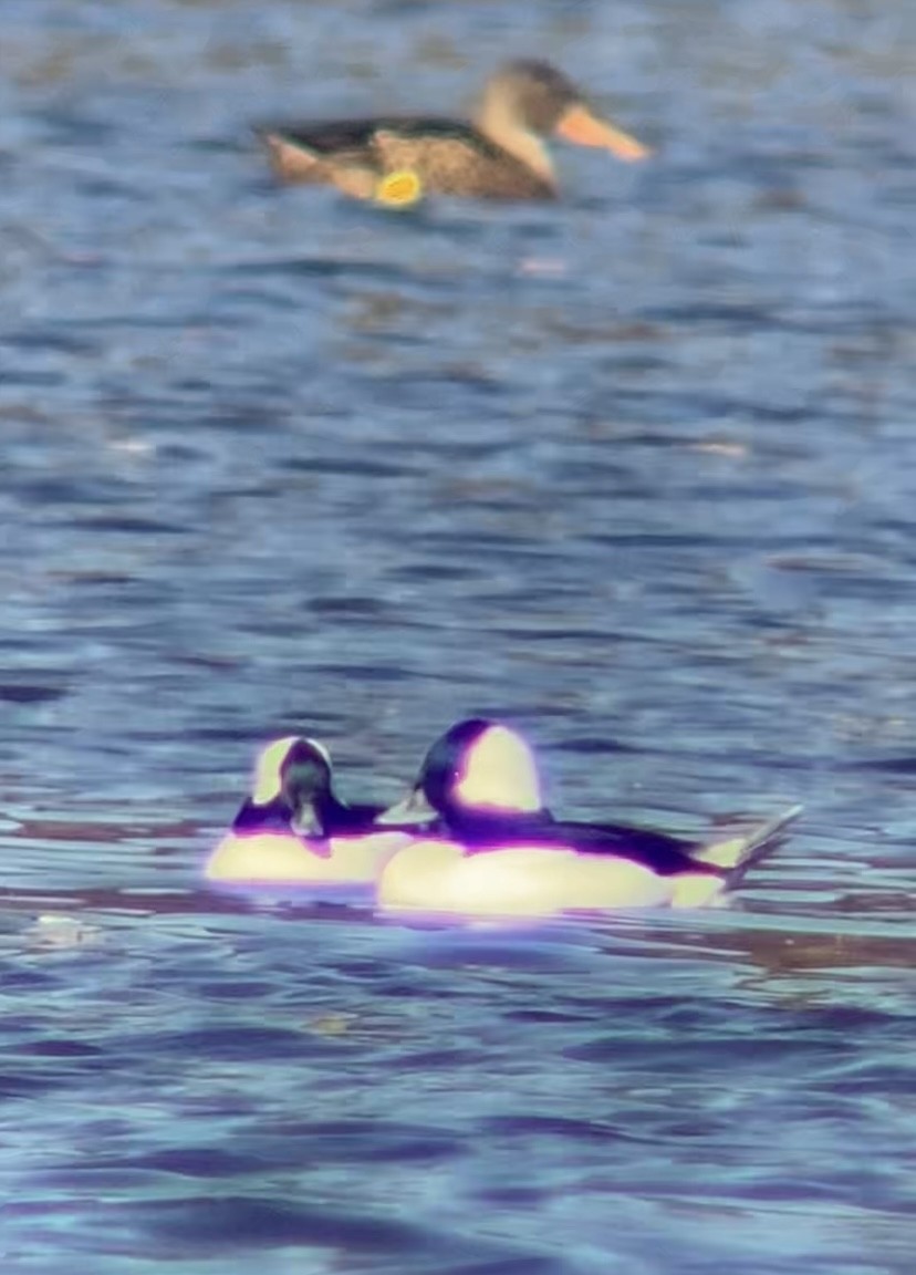 Гоголь-головастик - ML644679188