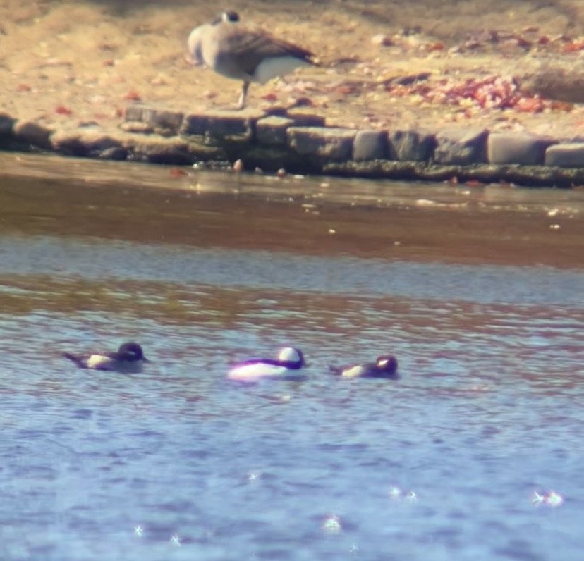 Гоголь-головастик - ML644679190