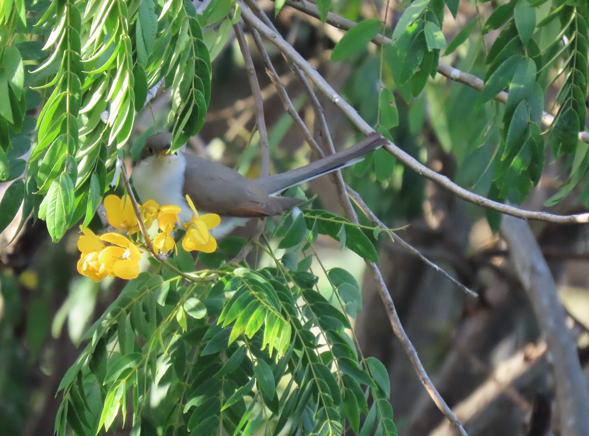 Желтоклювая пиайя - ML644679191