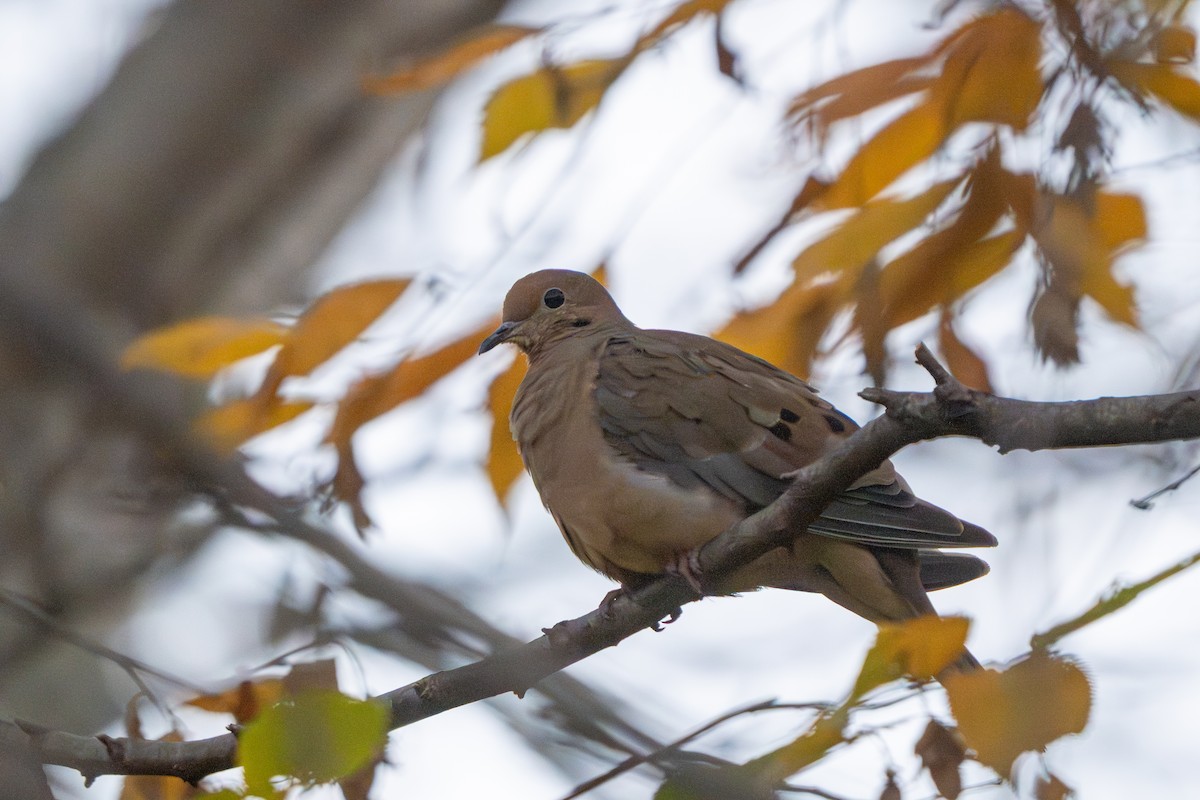 תורית אמריקנית - ML644679192
