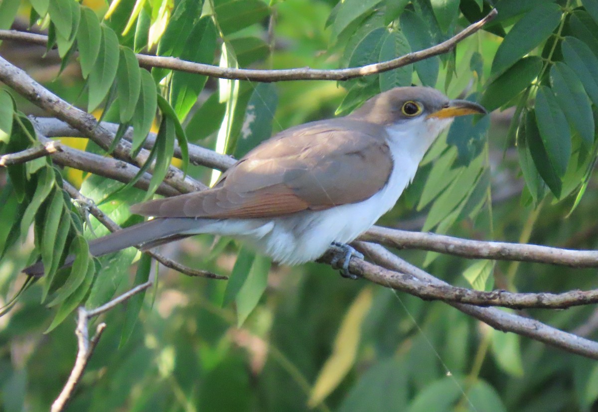 Желтоклювая пиайя - ML644679193