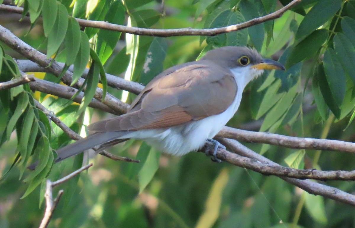 Желтоклювая пиайя - ML644679194