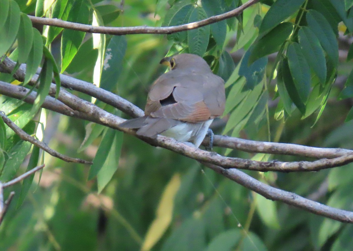 Желтоклювая пиайя - ML644679195