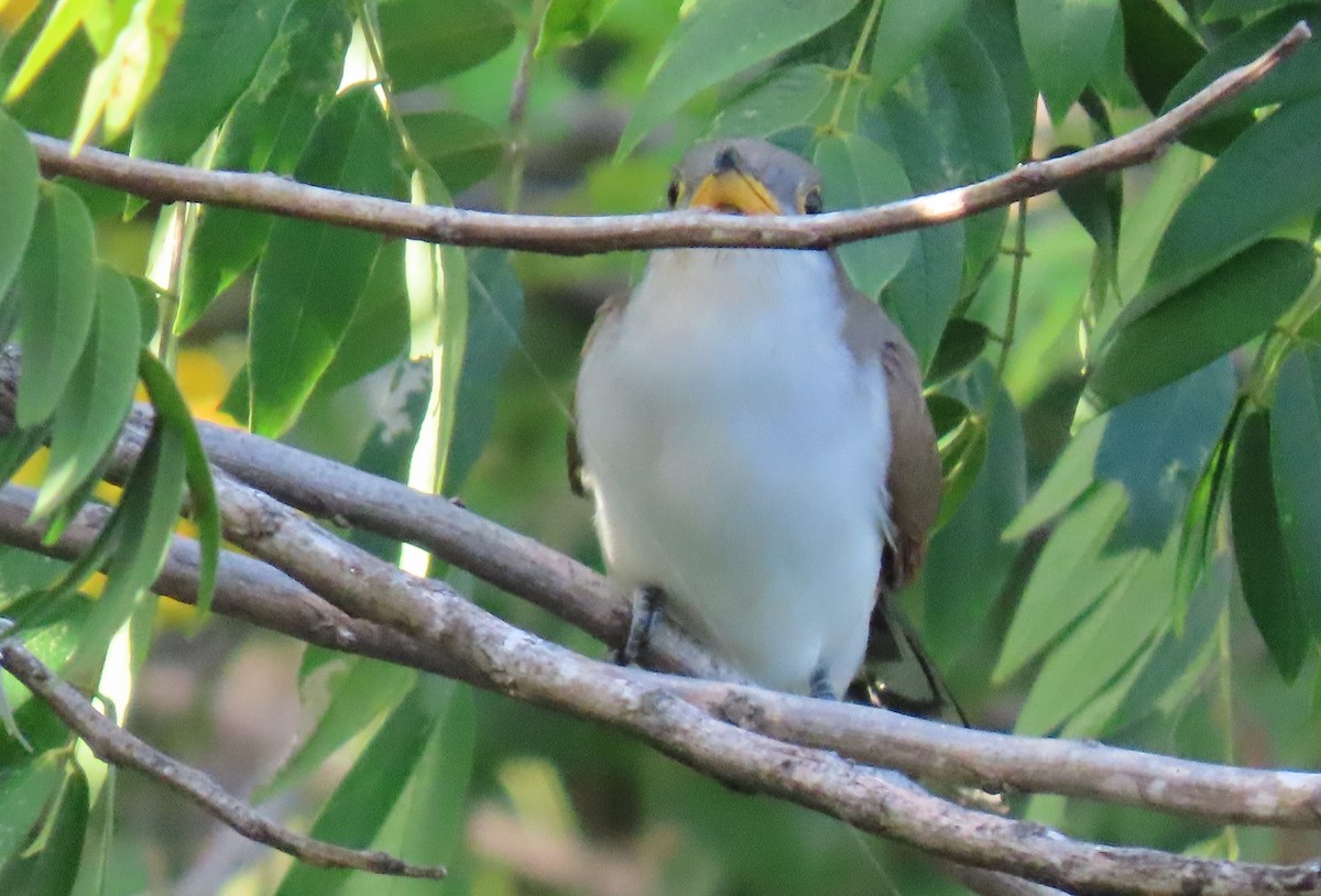 Желтоклювая пиайя - ML644679196