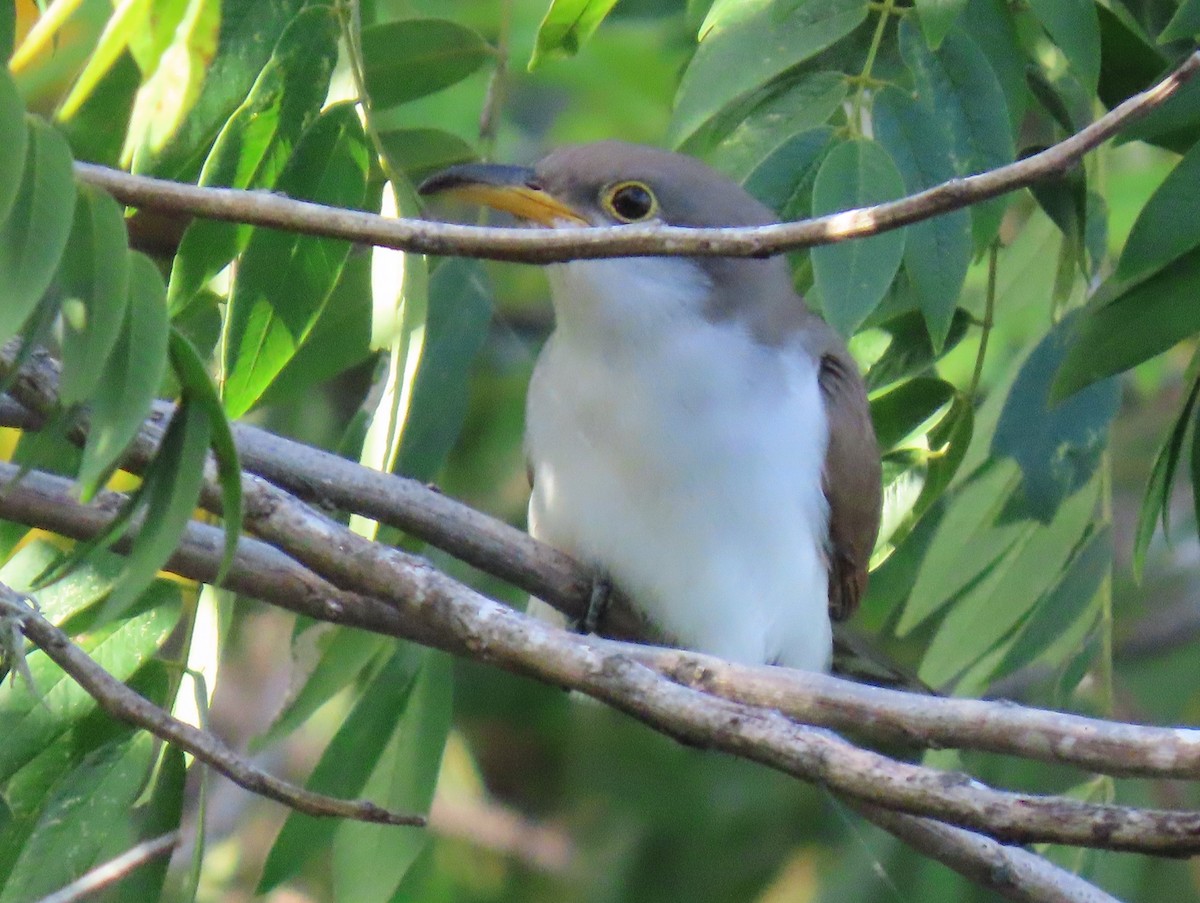 Желтоклювая пиайя - ML644679197