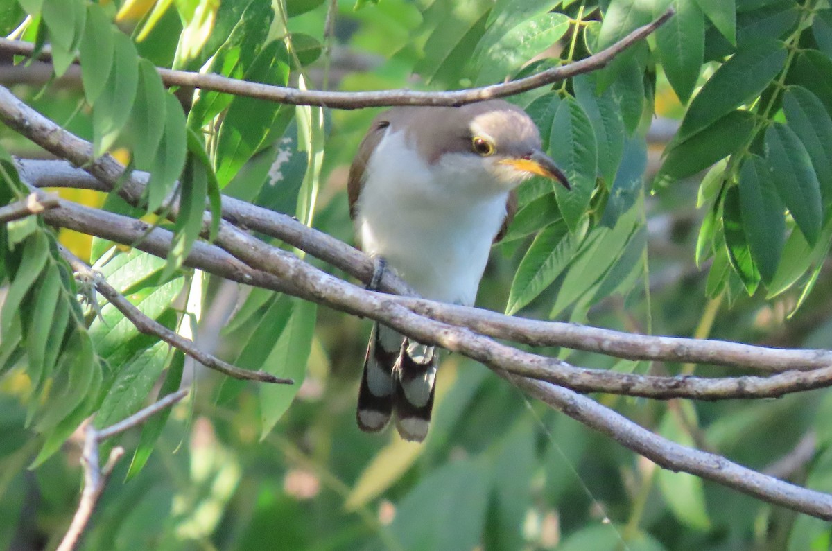 Желтоклювая пиайя - ML644679198